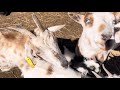 Nigerian Dwarf goats. We hope you enjoy it and please hit the like and subscribe buttons for us.