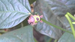 Floridas Stinging Saddleback Caterpillar