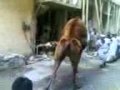 Qurbani Of camel !!