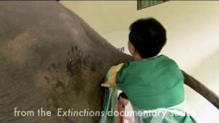 Extinctions : how to masturbate an Elephant ? Extinctions : how to masturbate an Elephant ?