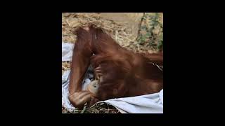 Mother & Baby Orangutan.
