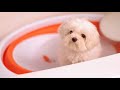 Milo Meets Bath