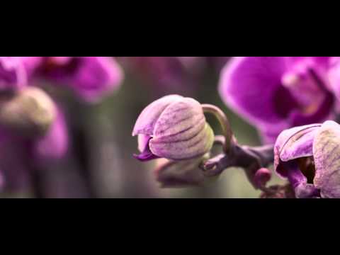 Lexus Orchid