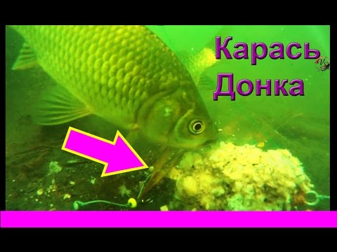 донка подводная съемка донка подводная съемка