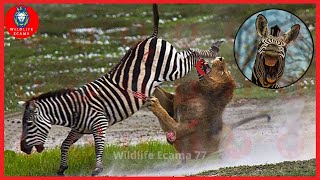 23 Painful Moments When Predators Attack Zebra And This Is The Price To Pay Animal Fight