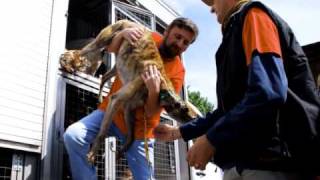 31 Retired Greyhound In Italy - 25,April 2009