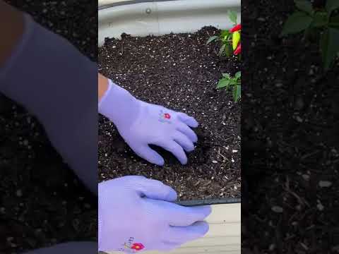 6 Pairs Women's Gardening Gloves with Micro-Foam Coating - Assorted Colors 6 Pairs Women's Gardening Gloves with Micro-Foam Coating - Assorted Colors