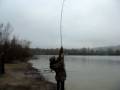 après le ferrage voila un petit combat avec ne belle miroir de 15kg