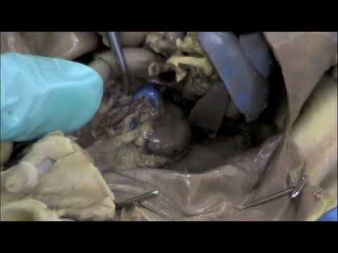 Rat dissection-- reproductive excretory system