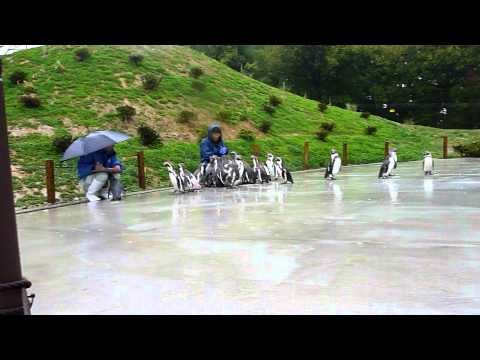 ペンギン給餌＠埼玉県こども動物自然公園