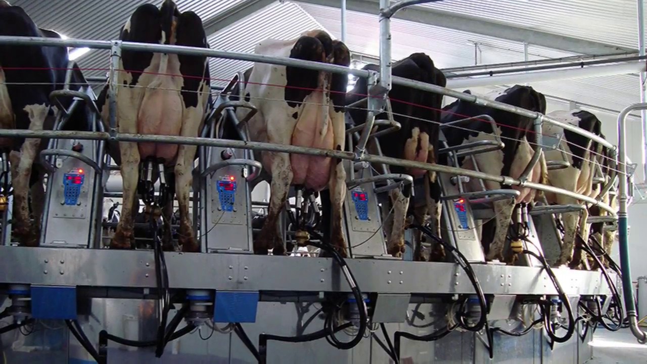 Milking room