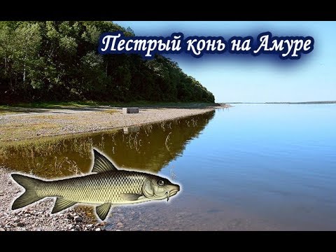 ловля рыбы для заработка ловля рыбы для заработка