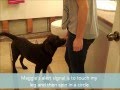 Diabetic Alert Dog Training Videos - Maggie at 9 Months Old