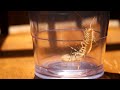 Basement Centipede