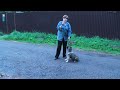 отработка команды "Лежать!" 