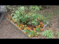 Marigolds, Mycorrhiza & Tomatoes