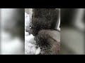ice
