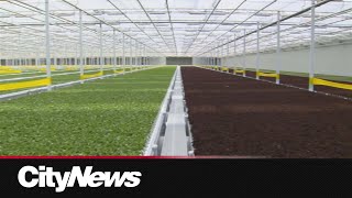 Canadas First Fully Automated Greenhouse