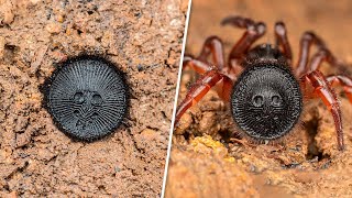 Dünyadaki En Zehirli 10 Örümcek - Bunu Görürseniz Hemen Kaçın.