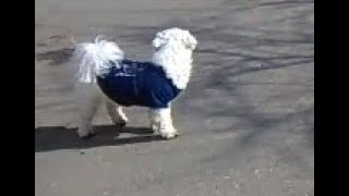 White Cute Dog Wear a Blue T-shirt