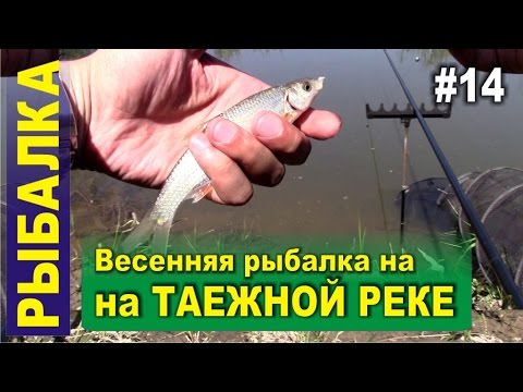 ловля чебака на поплавочную снасть ловля чебака на поплавочную снасть