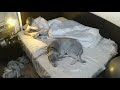 October 17th Sleep Stream