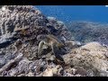 Google Street View te lleva en un tour a la Gran Barrera de Coral