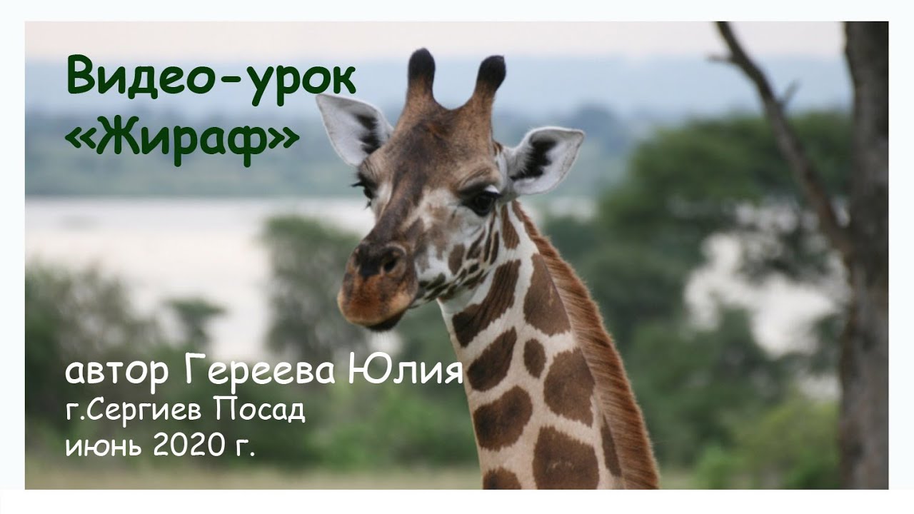Жираф