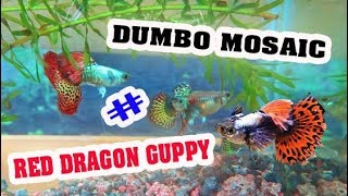 Cách Phân Biệt Cá 7 Màu Dumbo Mosaic Và Rồng Đỏ - Guppy Túc Thịnh