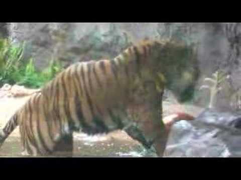 【スマトラトラ】上野動物園／クンデ・水遊び