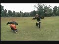 image Traditional Silat Harimau