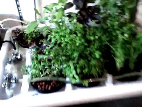 Homemade Hydroponic system -herb garden 3-4 weeks old