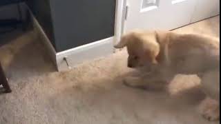 Adorable moment Golden Retriever puppy Hudson wages war