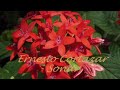 Ernesto Cortazar - Sonar