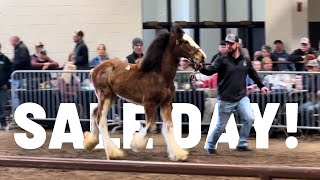 Hopes Are High At The 2024 National Clydesdale Sale! - Horse Auction
