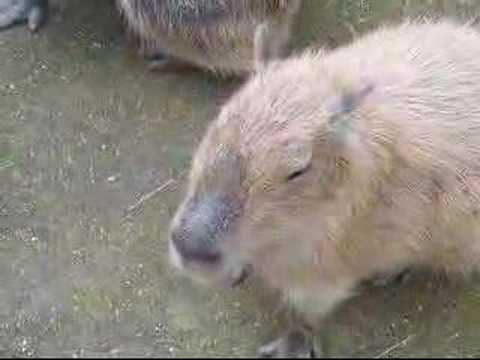 Singing Capybaras