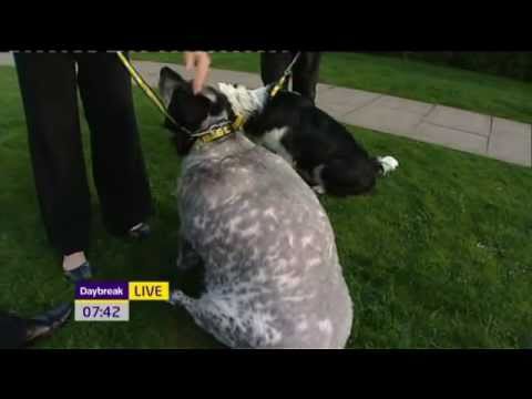 obese border collie