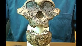 ボイセイ猿人の頭骨モデル：動画