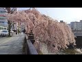 JR宇都宮駅西口からすぐの桜並木