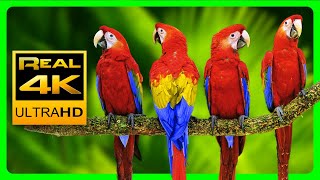 Разноцветные Попугаи Ара В 4K 🐦Красивые Птицы И Расслабляющие Лесные Звуки. 4K Uhd Tv