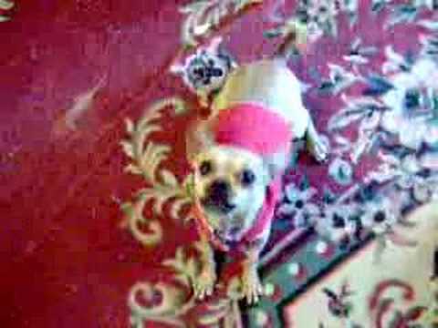i love you doggy i love you doggy