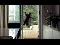 Funny Cat Jump Wins & Fails Compilation 2013 [NEW HD]