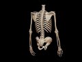 skeleton