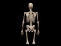 skeleton