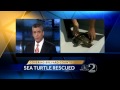Endangered sea turtle rescued after fishing line found around neck