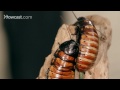 8 Madagascar Hissing Cockroach Facts | Pet Tarantulas