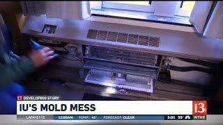 IU Mold Mess