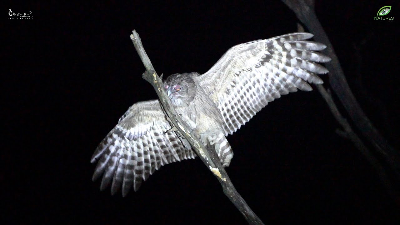 Wildlife Documentaries