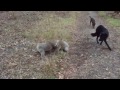 Koala wrestling