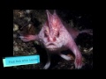 Top 10 Rarest Animals Of All Time 2014 (Real & Current Pics)